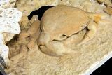 Fossil Crab (Potamon) Preserved in Travertine - Turkey #121383-1